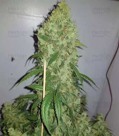 White Widow Auto feminized seeds (Kera Seeds)