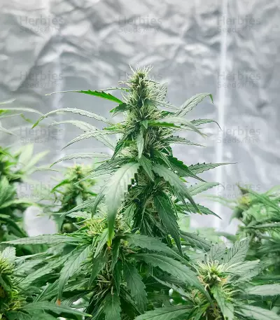 Semi Femminizzati Also Know 47 Autoflower (Seedkeepers)