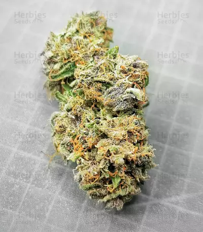 Graines de cannabis Auto Super OG Kush (Pyramid Seeds)