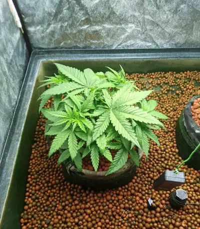Banana Bomb Seeds