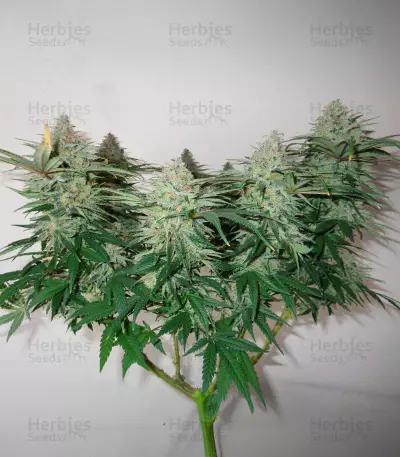 Bubblegum (Herbies Seeds)
