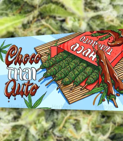 Graines féminisées de Choco Thai Auto (Herbies Seeds)