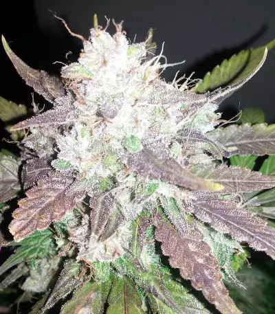 Cropical Fruit Auto feminized seeds