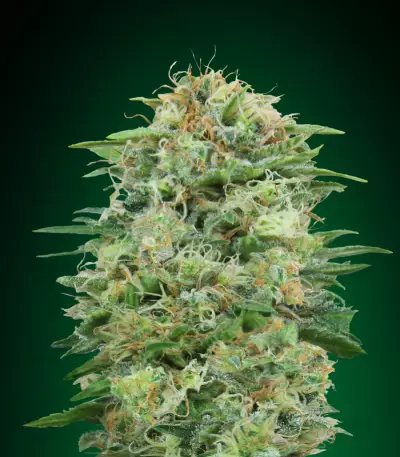 White Widow CBD feminized seeds