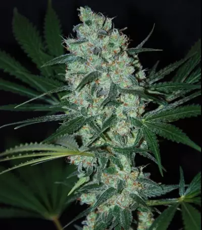 Green Love Potion feminized seeds
