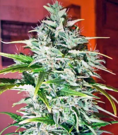 Himalaya Gold Seeds