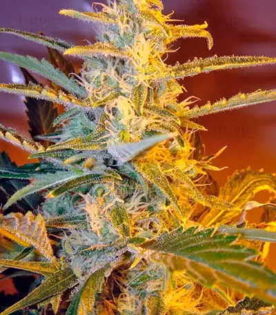 Himalaya Gold Seeds