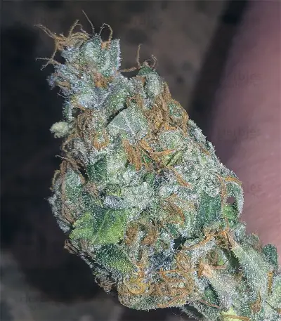 Kushberry feminized seeds