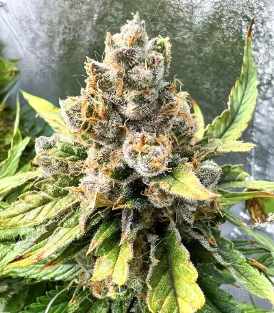 Mac Feminized Seeds