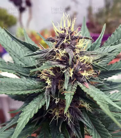 Purple Bud Seeds
