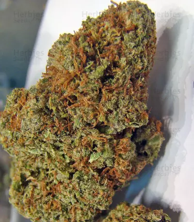 Red Cherry Berry (Barney's Farm)