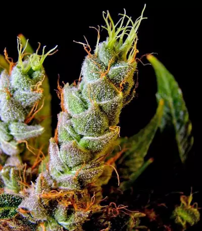Skywalker Seeds