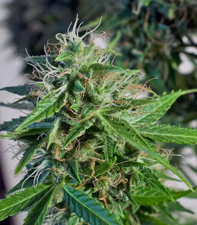 Graines de cannabis Snow Storm #2 Auto (Dutch Passion)