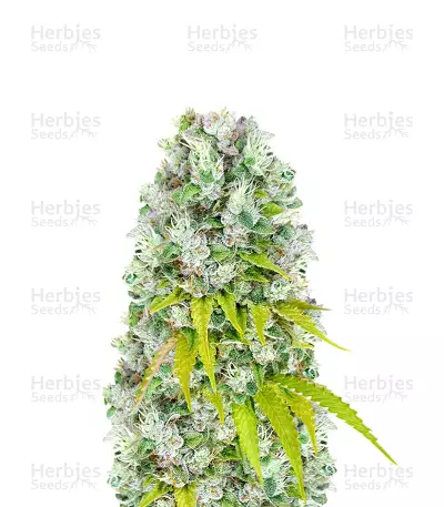 Sour Diesel x OG Kush Feminized Seeds (Herbies Seeds USA)