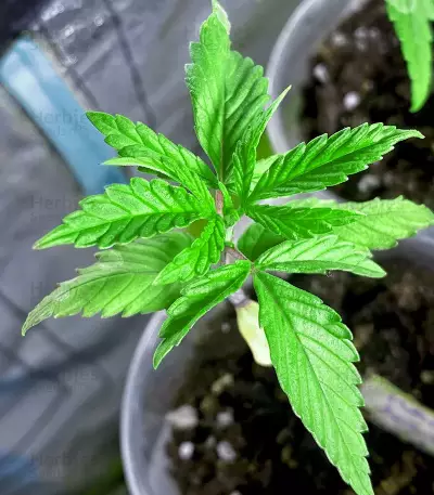 Afghan Kush Early Harvest Seeds