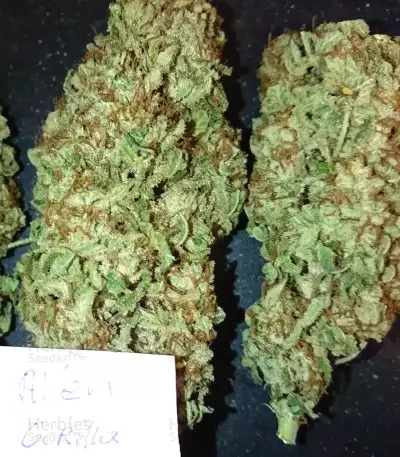 Alien Gorilla feminized seeds (Original Sensible Seeds)