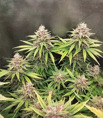 Amnesia Lemon Seeds