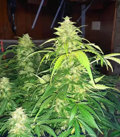 Apple Betty Auto Seeds