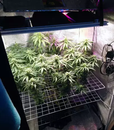 Big Bud feminized seeds (Seedstockers)