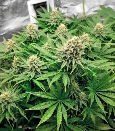 Black Cherry Punch Seeds
