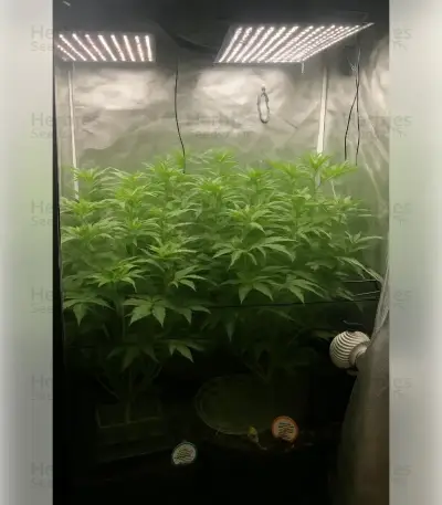 Blackberry Moonrocks Seeds