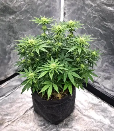 Ceres Kush Seeds
