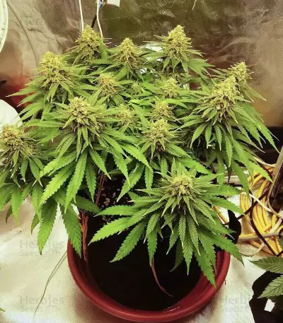 Chocolate Skunk Seeds