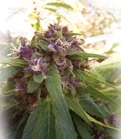 ErdPurt (Ace Seeds)