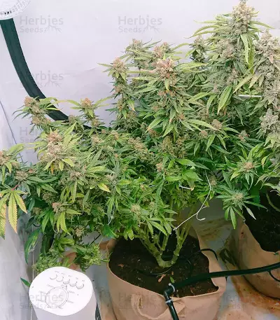 Fruit Punch (Heavyweight Seeds)