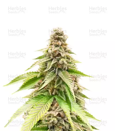 G13 Genius Feminized Seeds (Brothers Grimm Seeds)