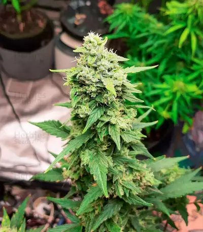 GG#4 Original Glue Auto Seeds
