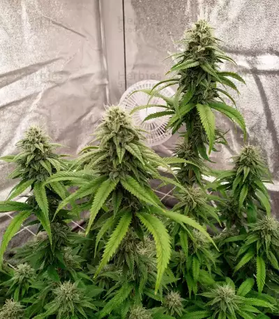 Gorilla Glue (Herbies Seeds)