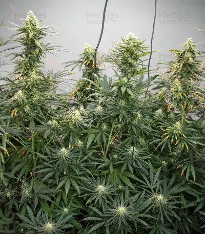 Graines de cannabis Gorilla Ice Cream (Expert Seeds)