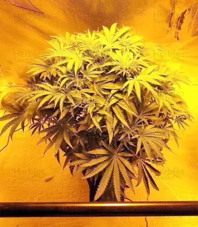Graines de cannabis Z Gorilla (Original Sensible Seeds)