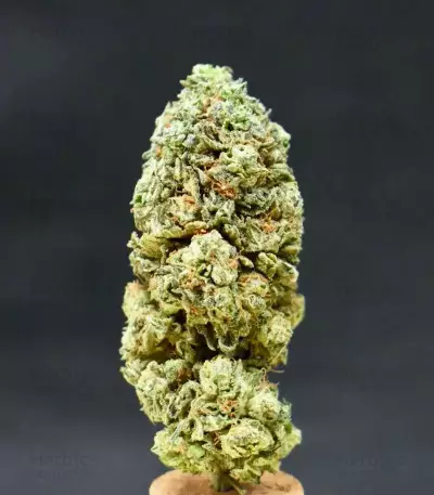 Graines féminisées de Grandmommy Purple (Herbies Seeds)