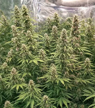 Green Monster Auto feminized seeds