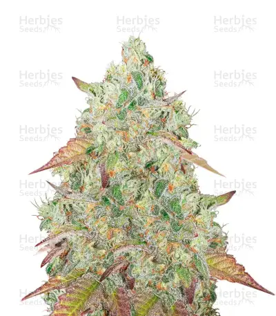 Heavy Kickers Mix Pack Seeds From Herbies Seeds