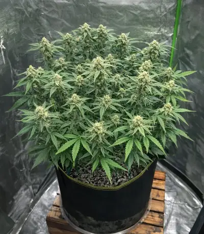 Graines de cannabis Hybrid X (Cream of the Crop Seeds)