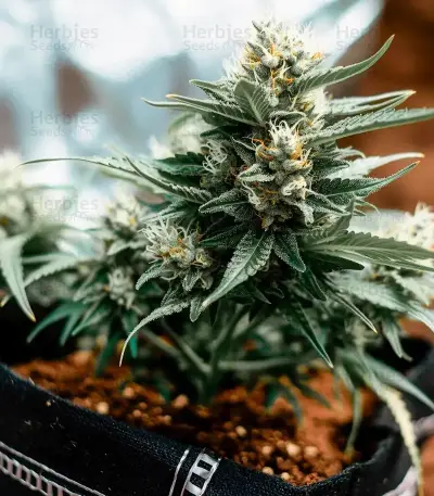 Mi 6 Auto Seeds
