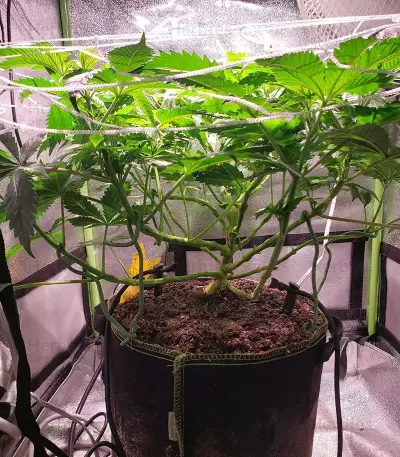 Mimosa EVO Seeds (Barney’s Farm)