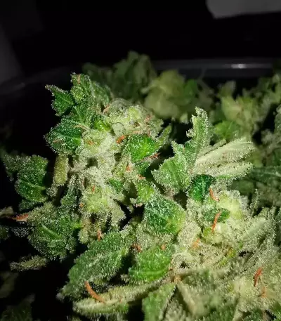 Monster Gorilla Glue (Monster Genetics)