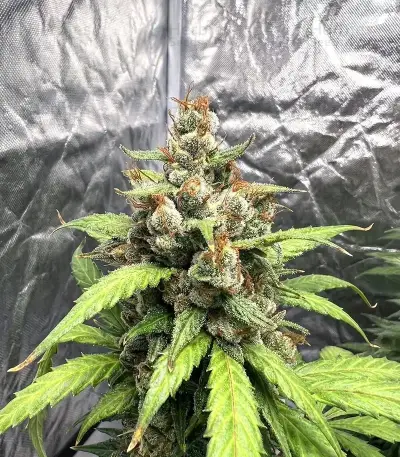 Neville's Rose Auto Seeds