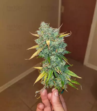 OG Kush Auto (Ethos Genetics)
