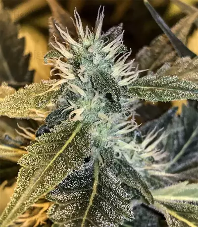 Shogun feminized seeds