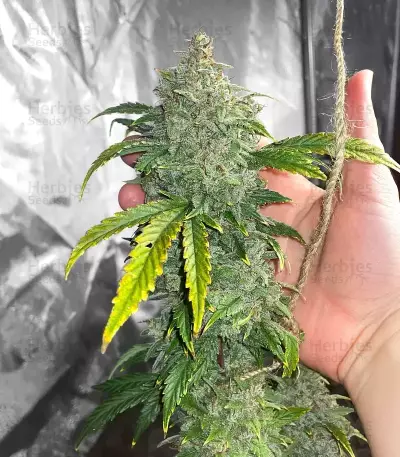 S.O.D.K Auto feminized seeds