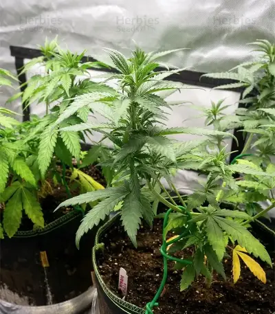 Steve’s Hellfire OG Seeds