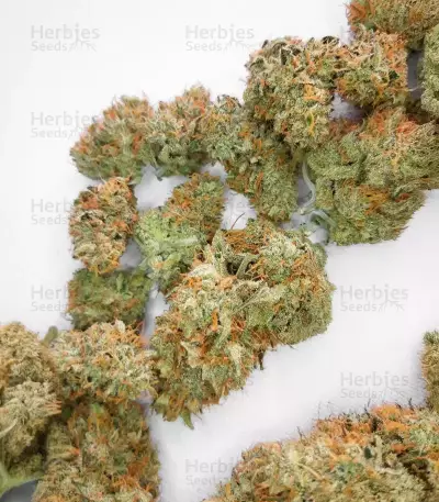 Super Orange Haze Auto Feminized Seeds (Mephisto Genetics)