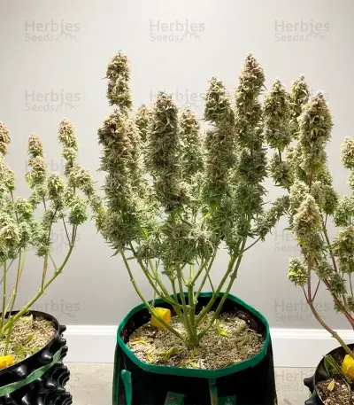 Sweet Bourbon Kush Auto Seeds