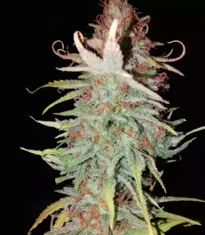THC Bomb Seeds