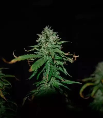 Triple Cheese Seeds - Cannabis Strain Seeds for Sale